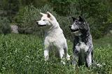 AKITA INU 347